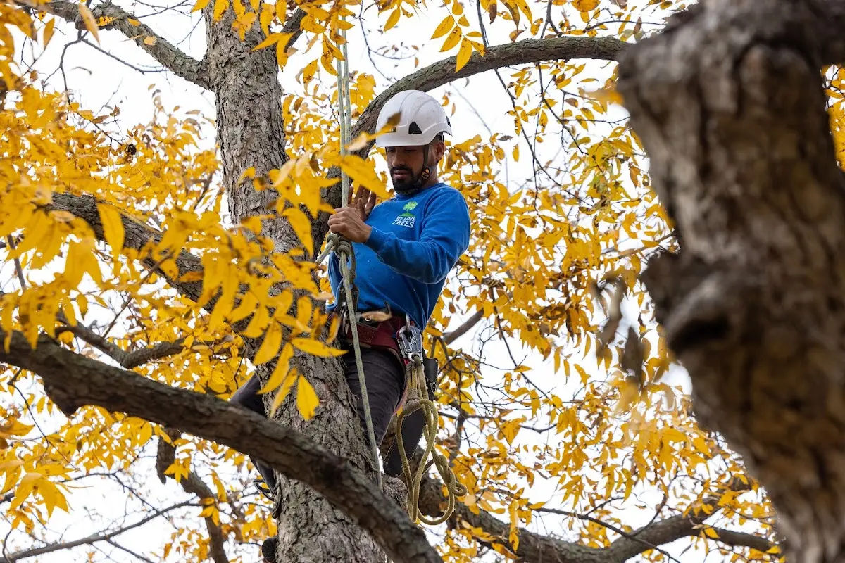 Skilled Tree Transplanting crew working in Mirando City